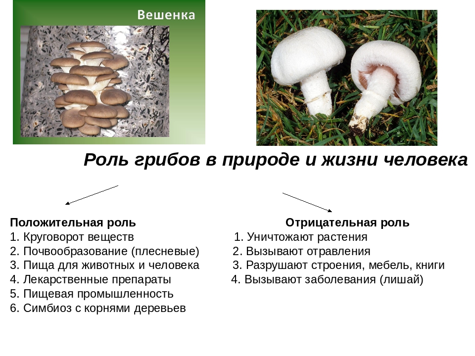 Значение грибов в природе и жизни человека Доклад по биологии в 8 классе об особенностях организмов Основные виды, сходства с растениями и животными, использование и влияние на человеческую жизнь