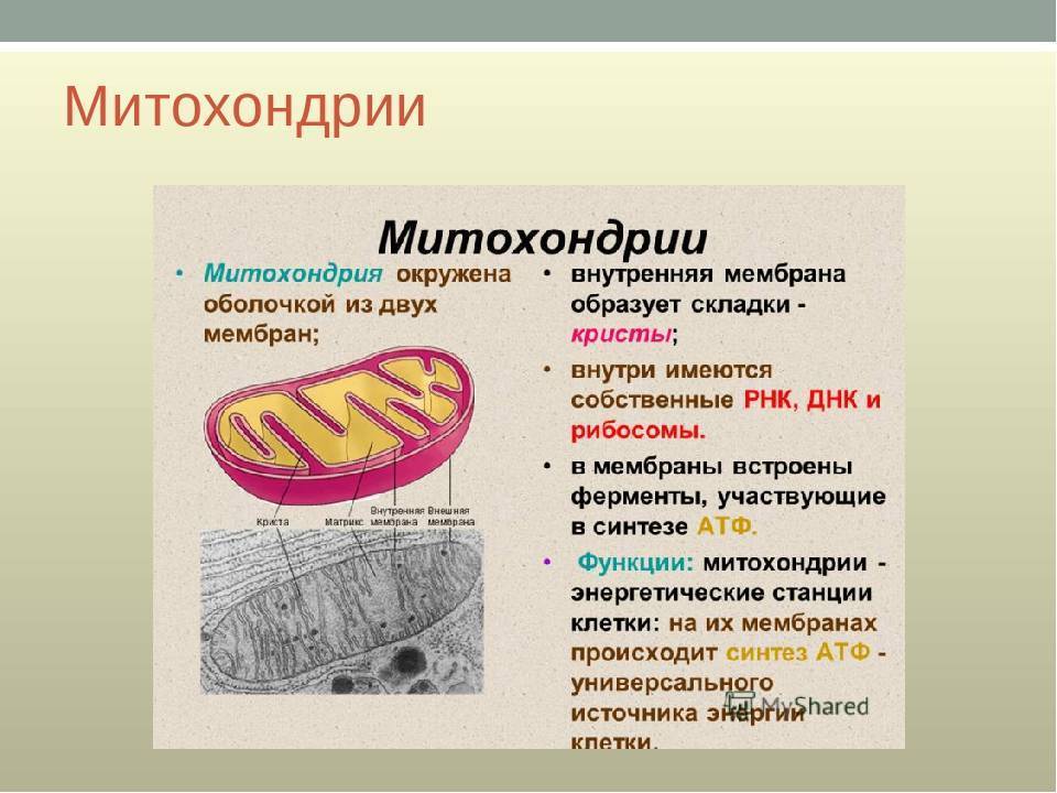 В каких клетках содержится митохондрия. Митохондрии строение и функции. Митохондрии особенности строения и функции. Митохондрии строение органоида. Строение и функции митохондрии клетки.