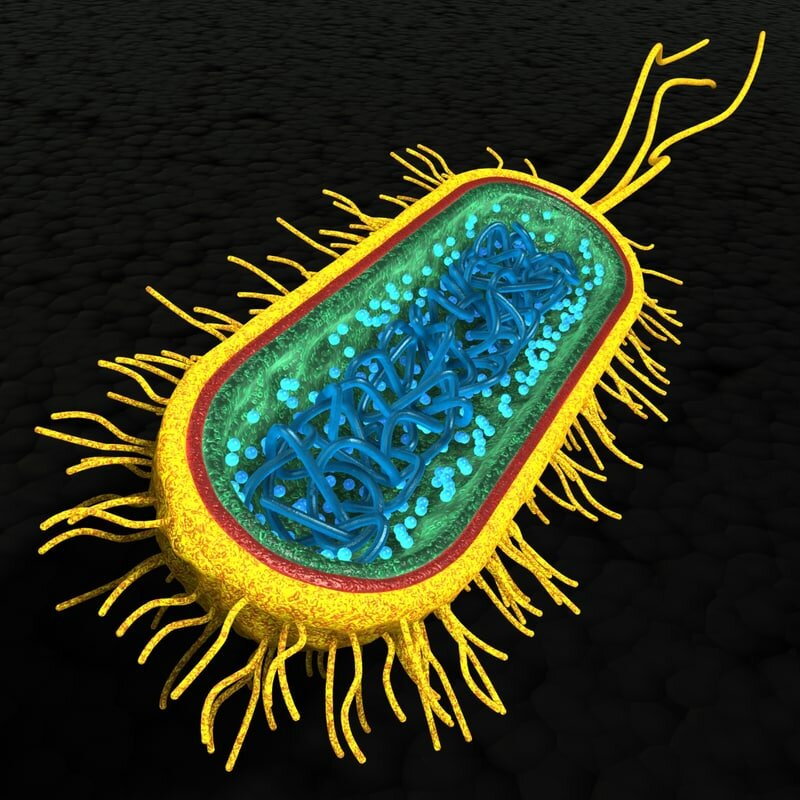Бактерии - виды и их названия, строение бактериальной клетки, значение