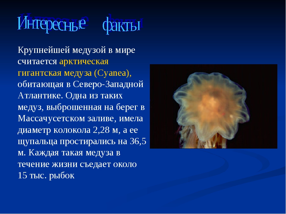 Морские медузы: их названия и виды