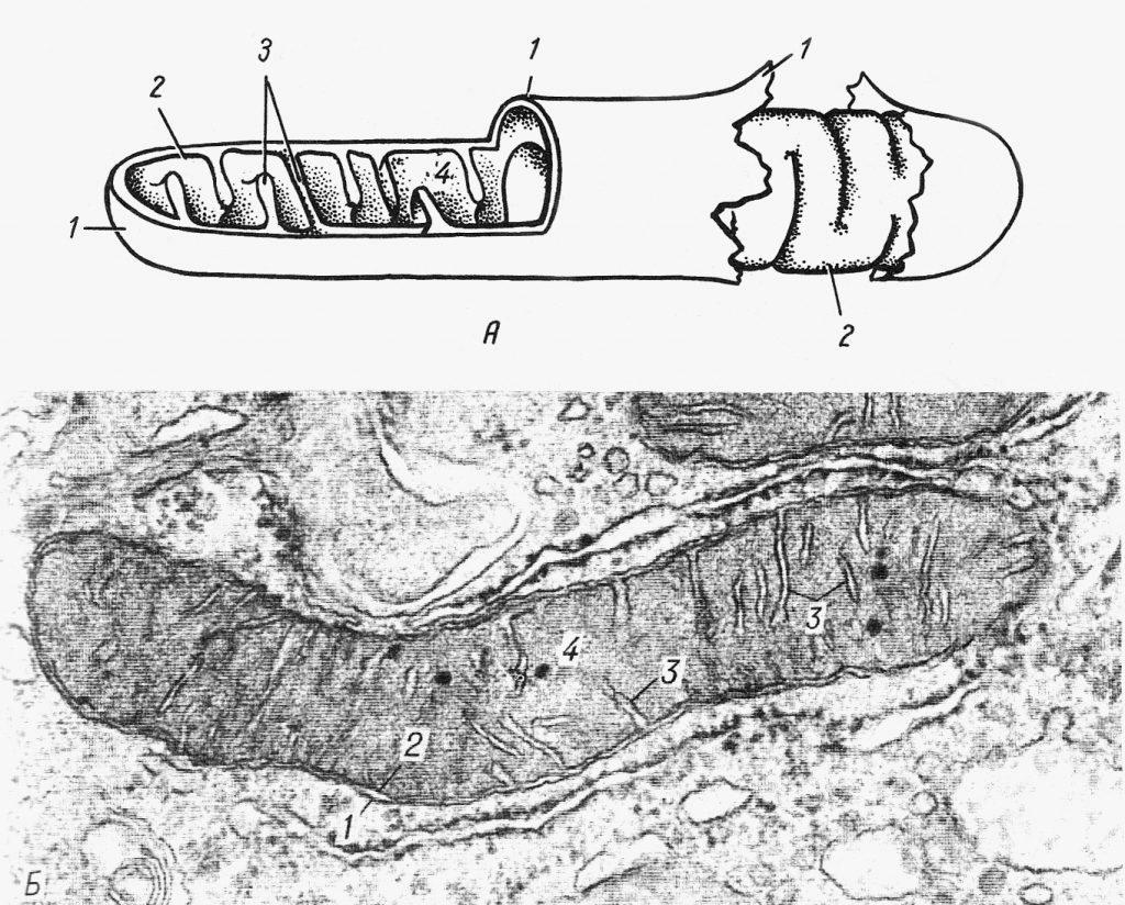 Схема ультрамикроскопического строения митохондрии