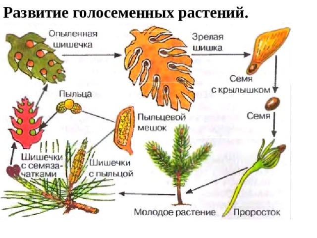 Конспект по биологии "голосеменные" - учительpro