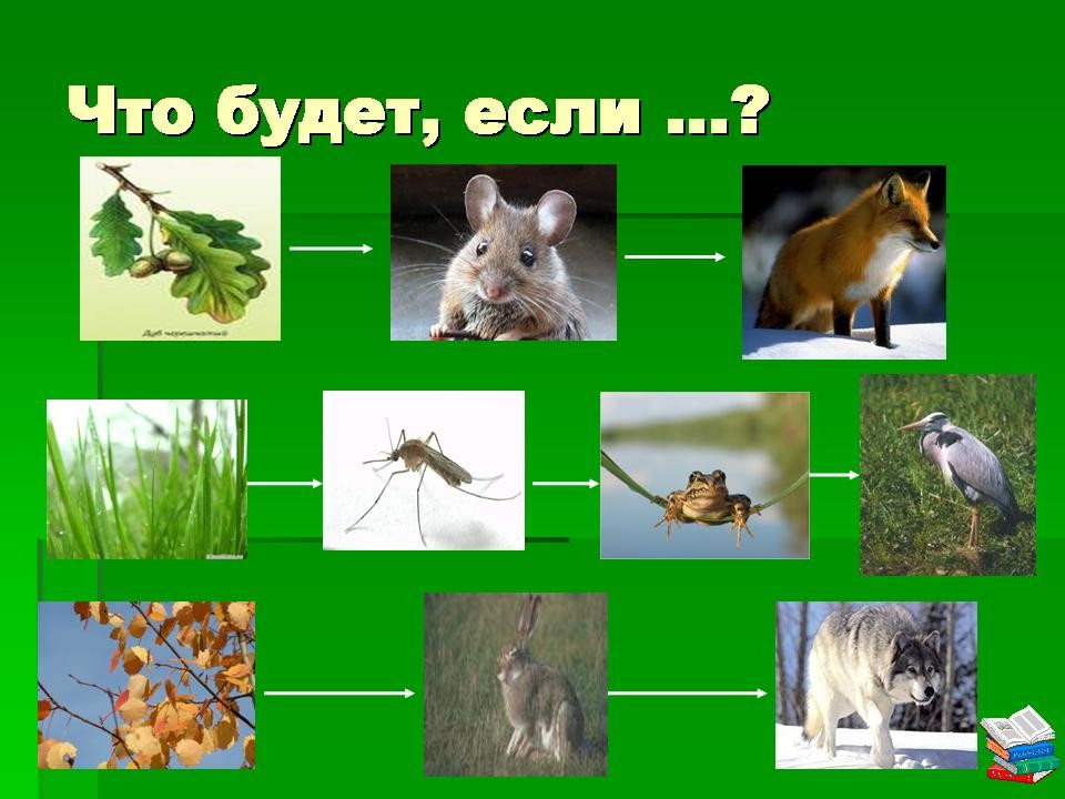 Типы и уровни пищевых цепей, примеры и биологическое значение трофических связей - tarologiay.ru