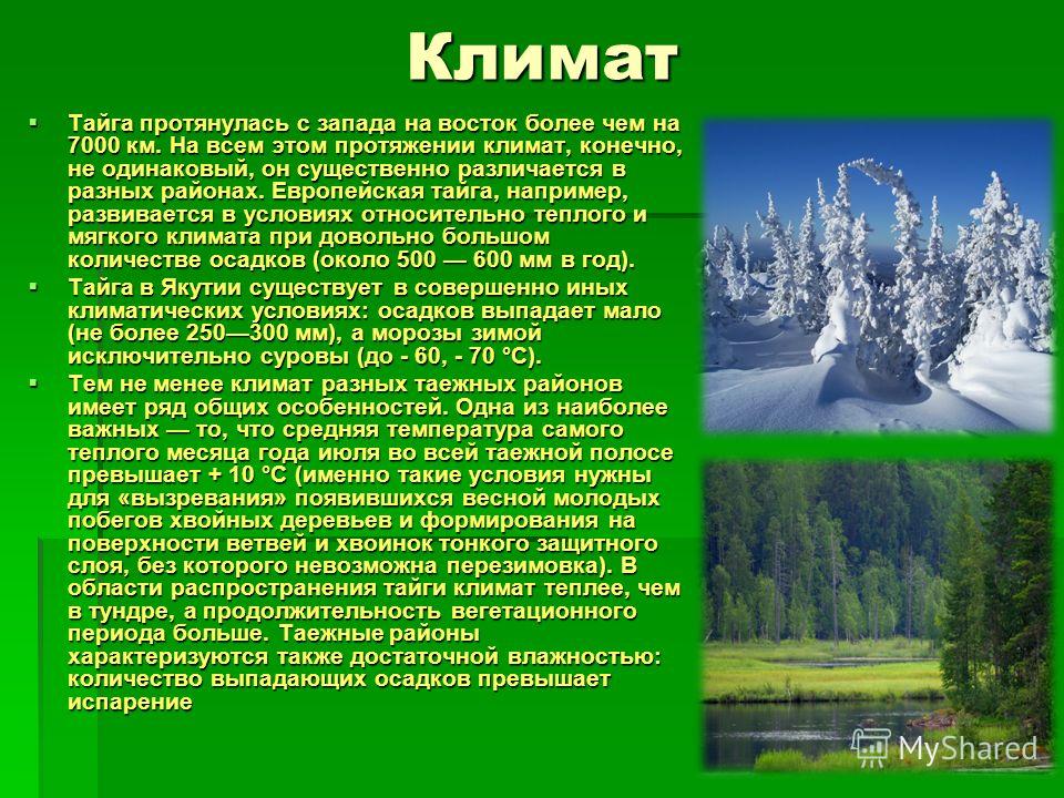 Природная зона тайга 5 класс. Климат тайги в России 8 класс. Природные зоны России Тайга климат. Климат в тайге 5 класс. Сообщение о тайге.