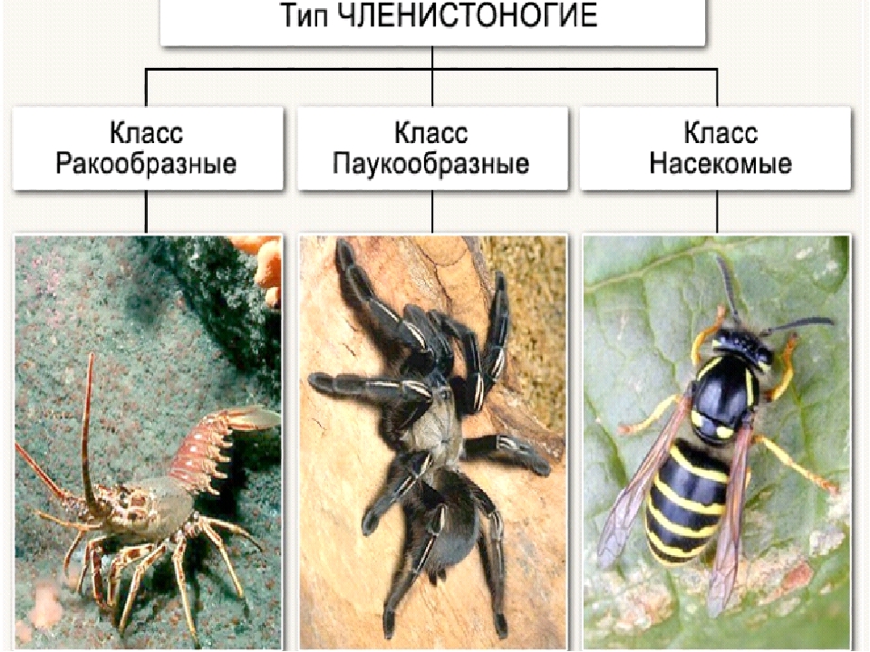 Нервная система насекомых | справочник пестициды.ru