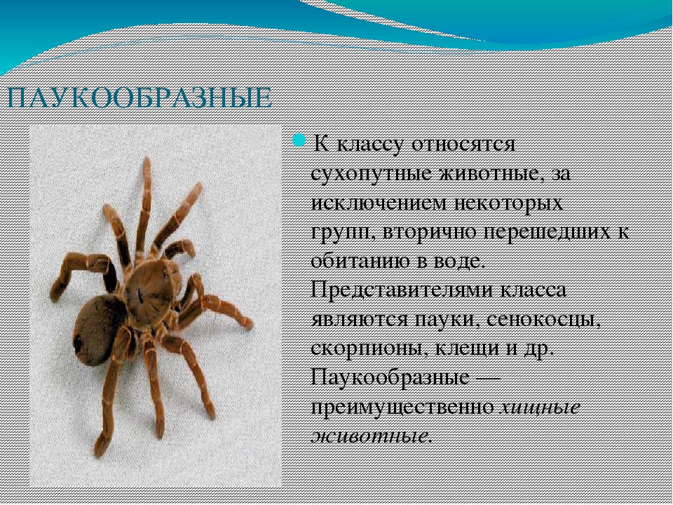 Мир животных_1: класс паукообразные