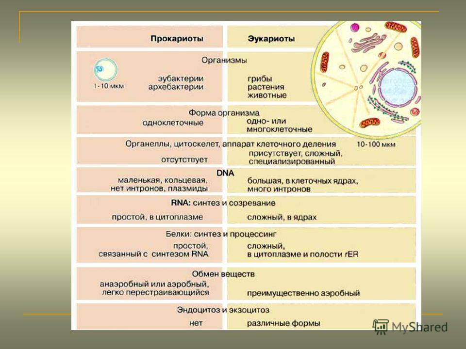 Прокариоты и эукариоты - сравнение и особенности строения клеток