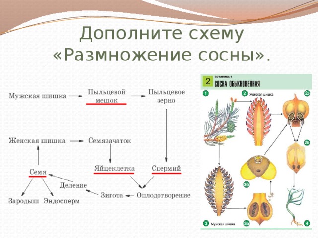 Описание жизненного цикла голосеменных растений
