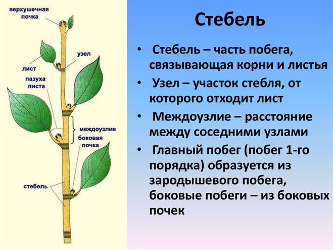 Стебель. классификация и характеристика стеблей растений : farmf | литература для фармацевтов
