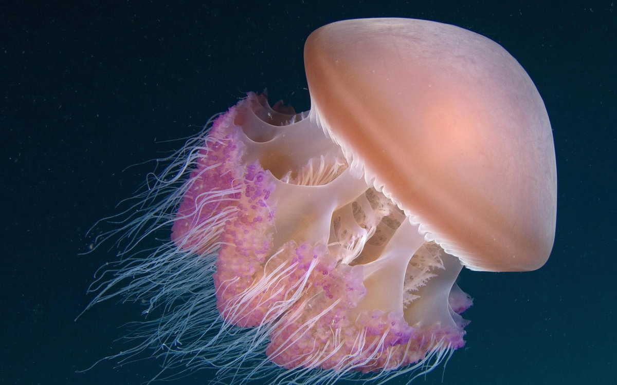 Медузы: сцифоидные и кубомедузы. особенности ядовитых видов медуз