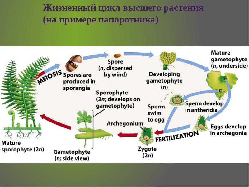 Особенности строения и структура растений