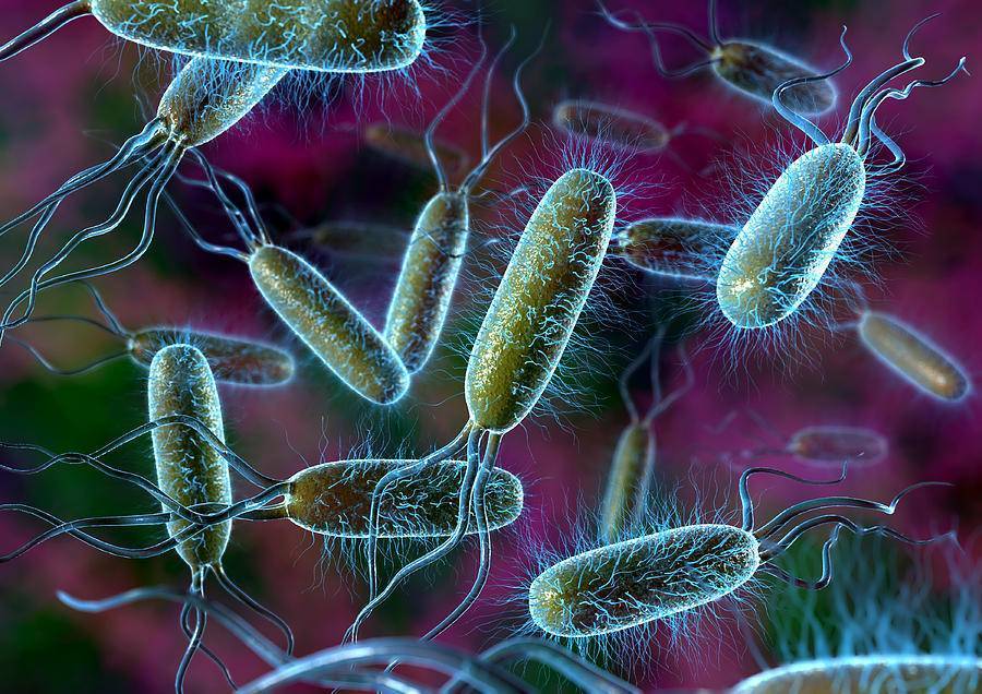 Царство бактерии: строение, жизнедеятельность, размножение, роль в природе / справочник :: бингоскул
