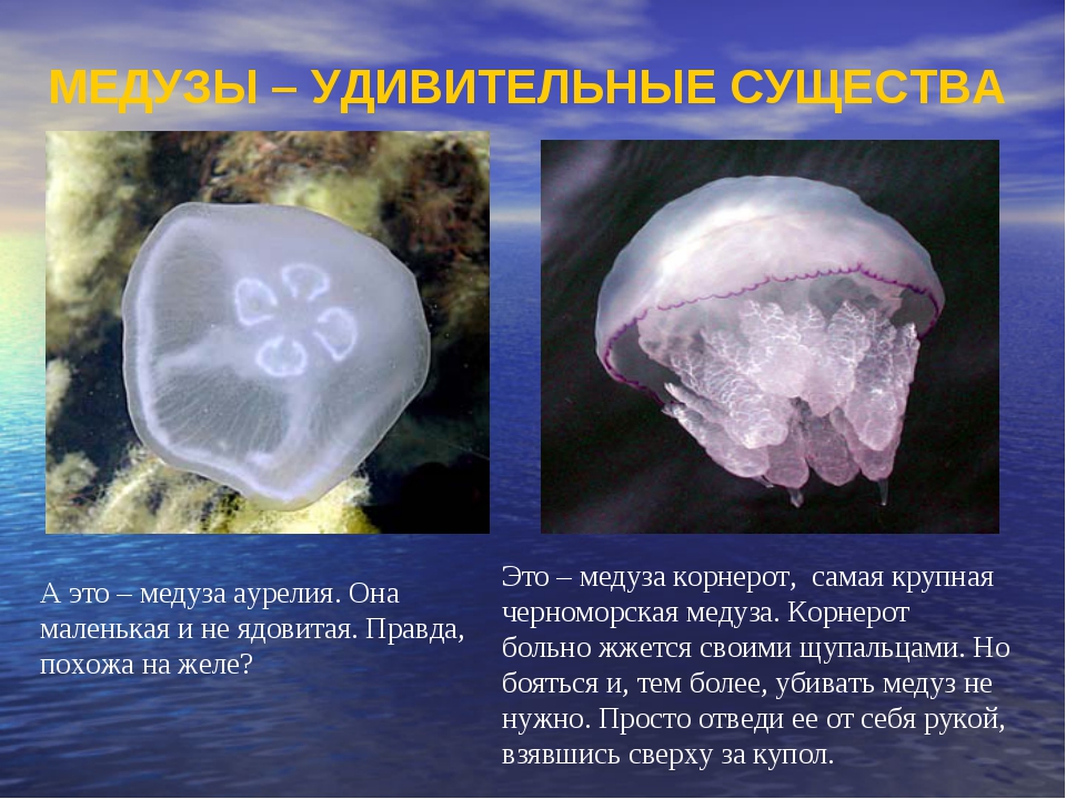 Медузы — прекрасные и опасные обитатели моря: как размножаются, чем питаются, сколько живут, строение медузы