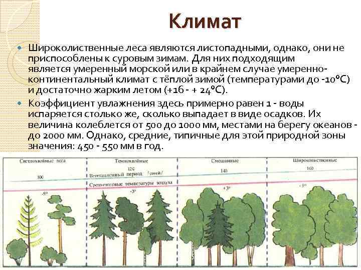 Смешанные леса – растительный и животный мир, особенности климата, зоны