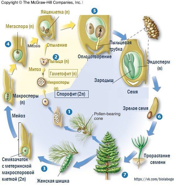 Семенные растения. голосеменные растения : farmf | литература для фармацевтов