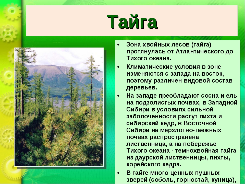 Природные зоны россии: карта, описание, климат, почвы, животные, растения и таблица