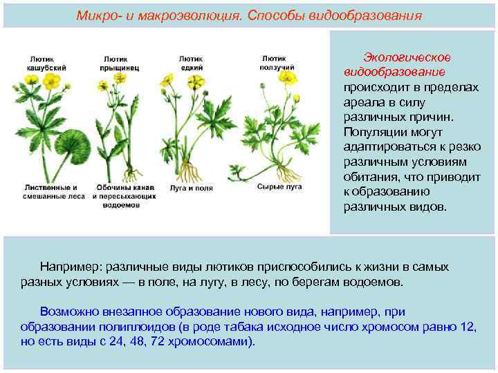 Репродуктивный период растений