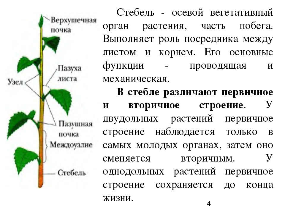 Что такое стебель и какие типы стеблей растений существуют