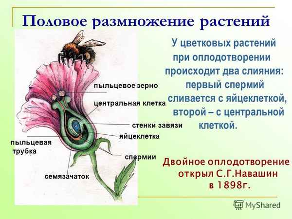 Пестик и тычинка – главные части цветка: как происходит размножение растений?