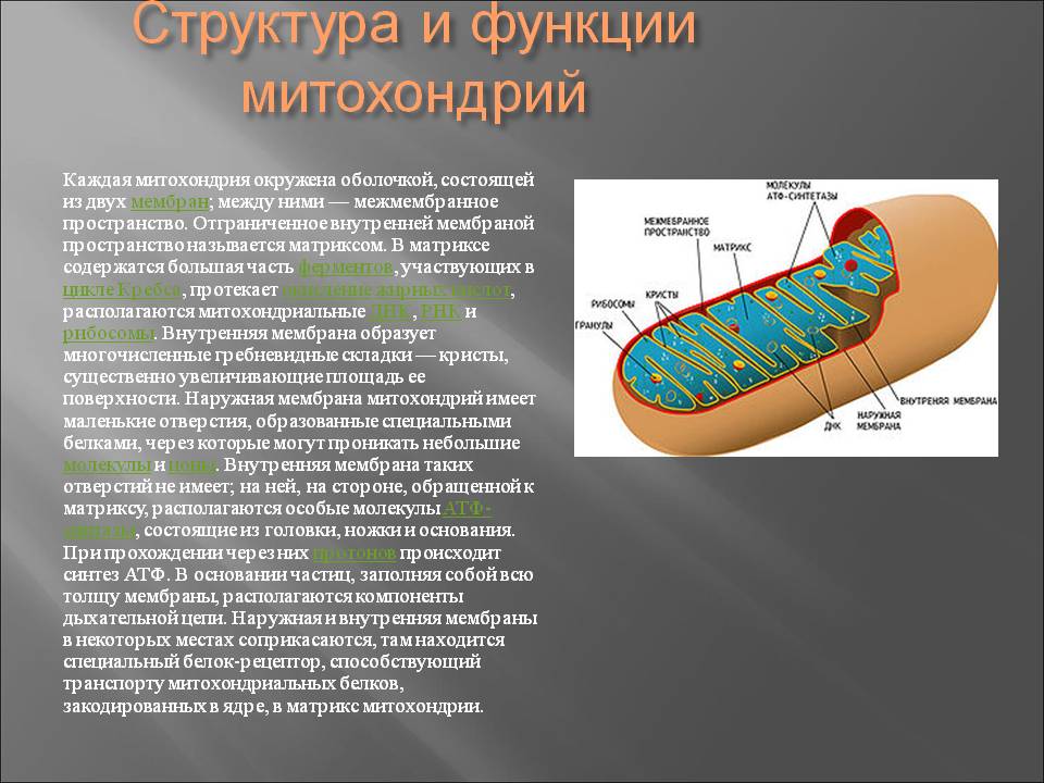 Описание строения митохондрии. Состав и строение митохондрии. Митохондрии строение и функции. Краткая характеристика митохондрии. Митохондрии строение и функции эукариотической клетки.