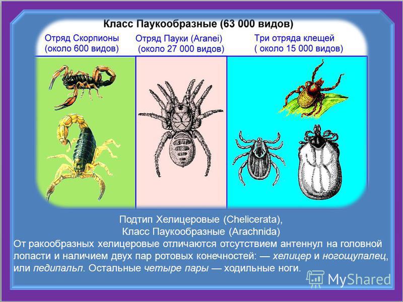 Тип паукообразные - общая характеристика, описание и виды представителей. кровеносная система паукообразных — характеристика и особенности строения