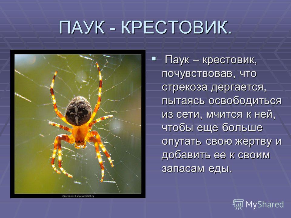 Интересные факты о пауках, строение тела, среда обитания, виды, питание, размножение – удивительные факты
