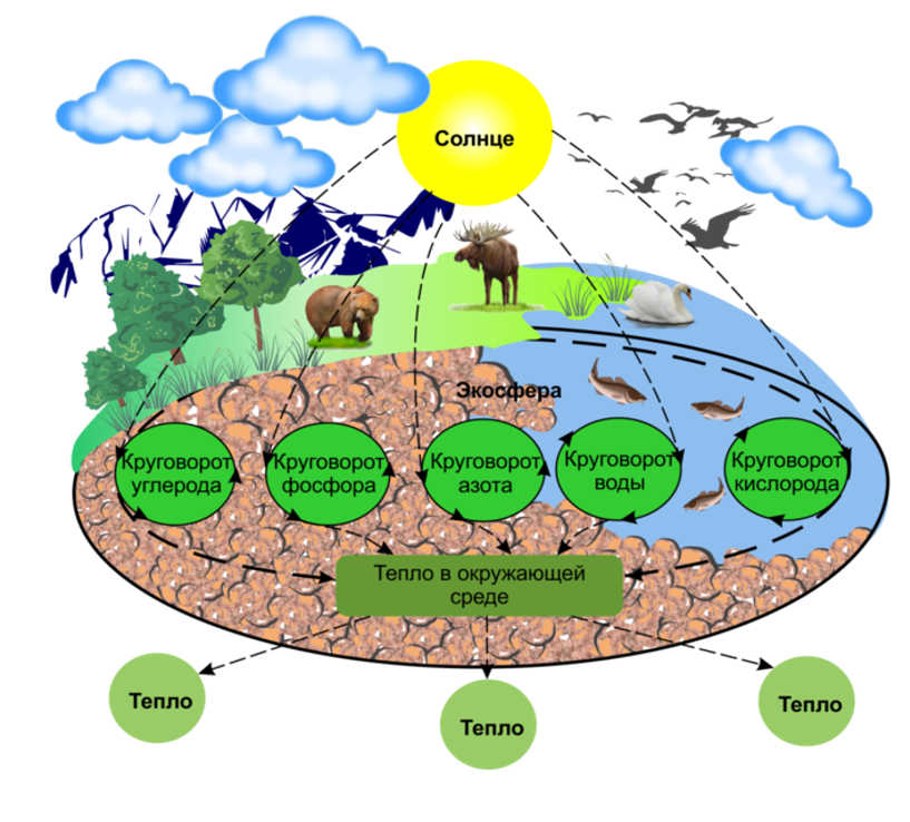 Каковы причины выделения множества природных комплексов. Биосфера - это область существования живого вещества. Биосфера круговорот биогенных элементов в природе. Общая схема биогеохимического цикла. Схема биологического круговорота почвы.