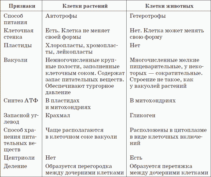 Строение животной клетки таблица. Сравнение строения клетки растений и клетки животных таблица. Сравнение строения растительной и животной клетки таблица. Сравнение строения клеток растений и животных таблица. Сравнить строение растительной и животной клетки таблица.