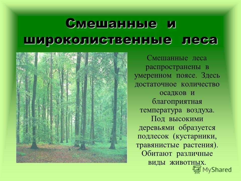 Природная зона смешанных и широколиственных лесов: характеристика и описание природы, почвы и условия