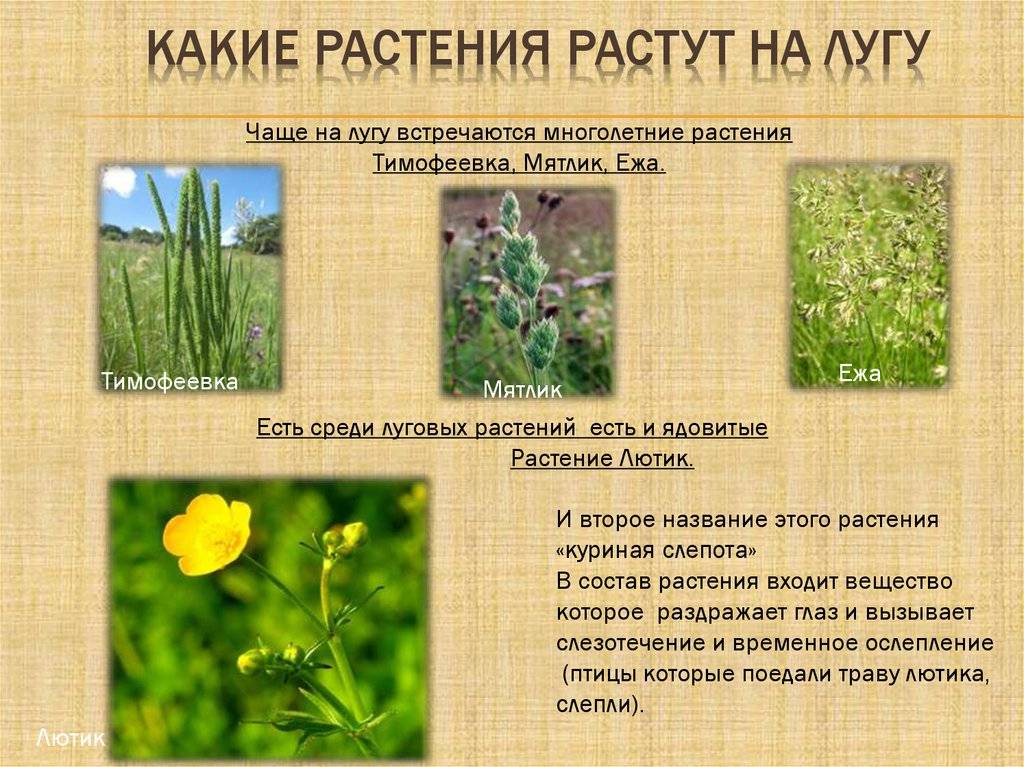 Растения степи (окружающий мир, 4 класс): их характеристика, адаптивные признаки и особенности