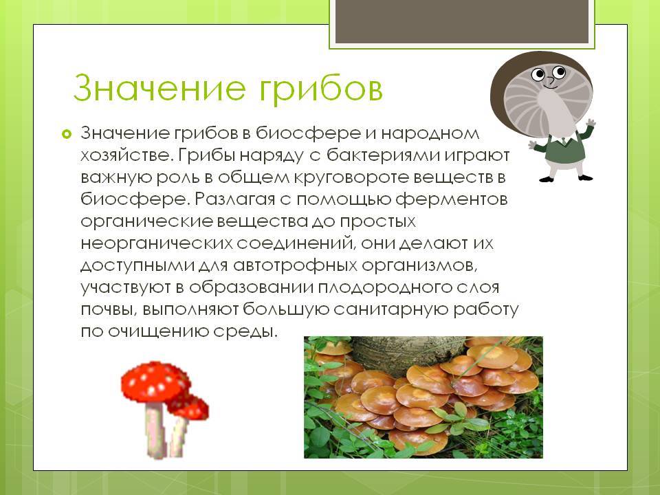 Представители царства грибов - сайт по биологии