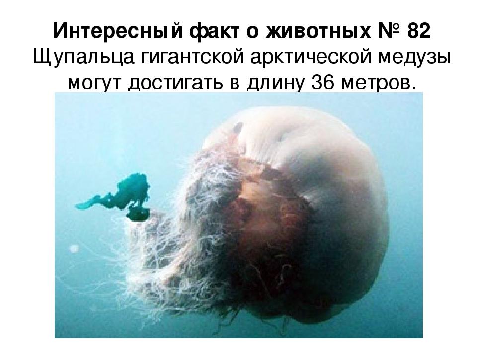 Всё о медузах