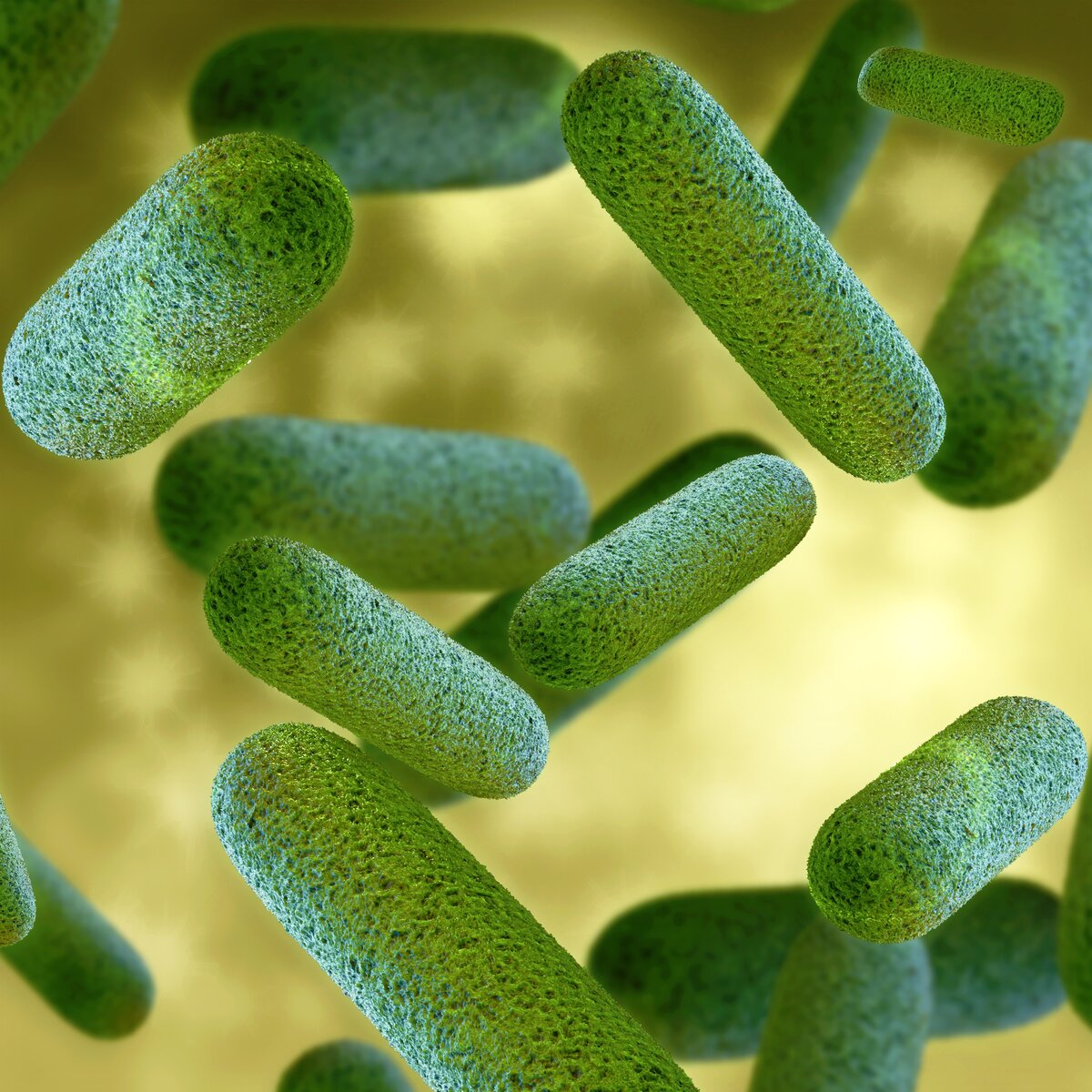 Царство бактерий. все о биологии