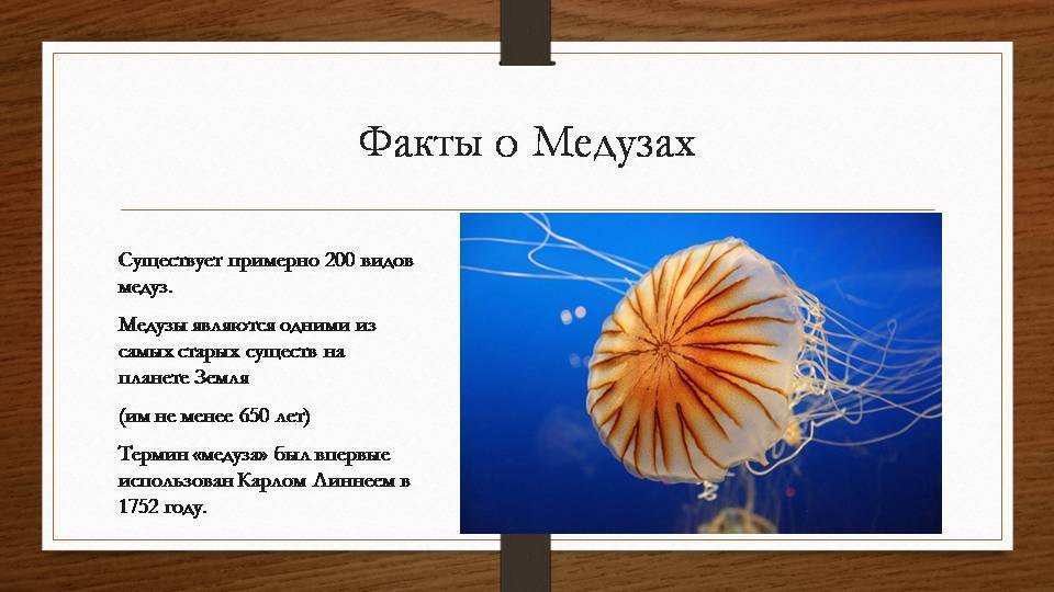 Медуза это животное: среда обитания, характеристика и особенности