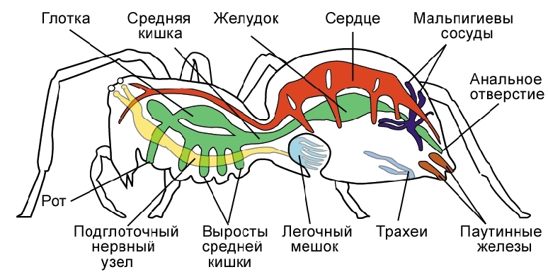Тип членистоногие животные - представители, стадии развития, общая характеристика, виды и признаки членистоногих