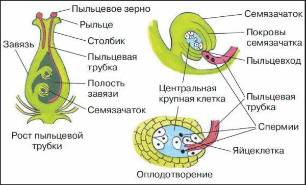 Схема опыления и оплодотворения цветковых растений биология 6 класс