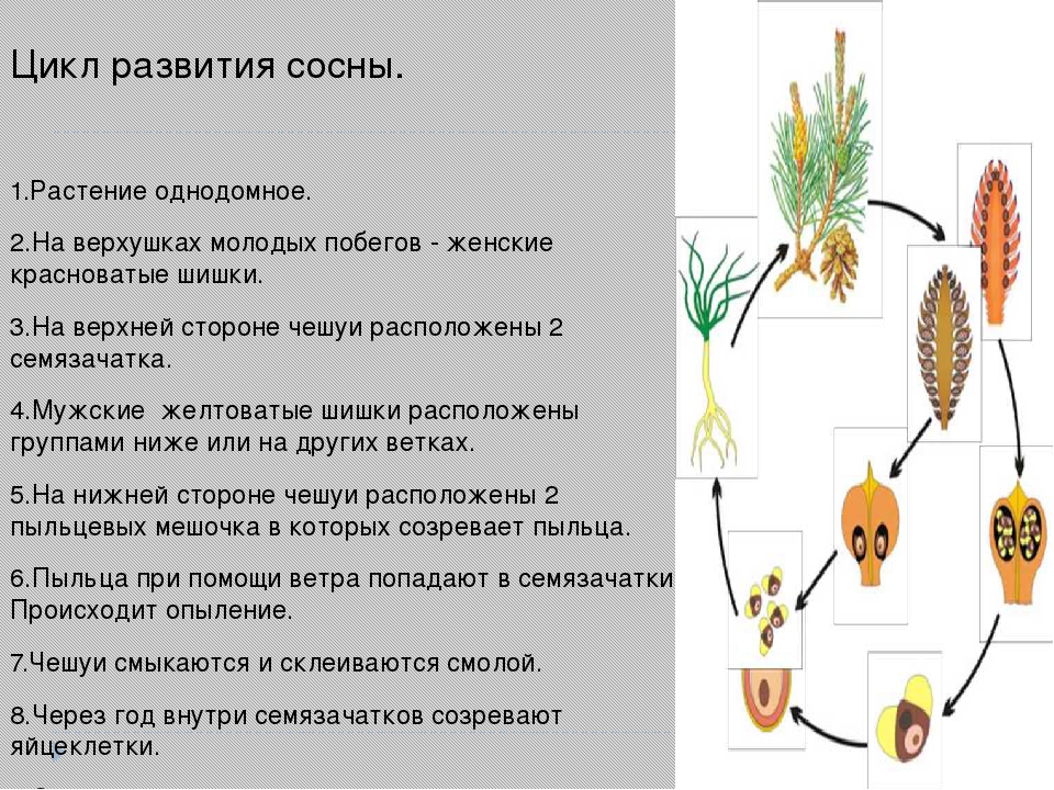 Общая характеристика голосеменных растений 7 класс кратко