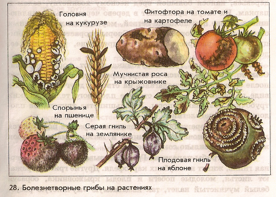 Грибы-паразиты: представители, значение в природе (биология, 5 класс) - tarologiay.ru