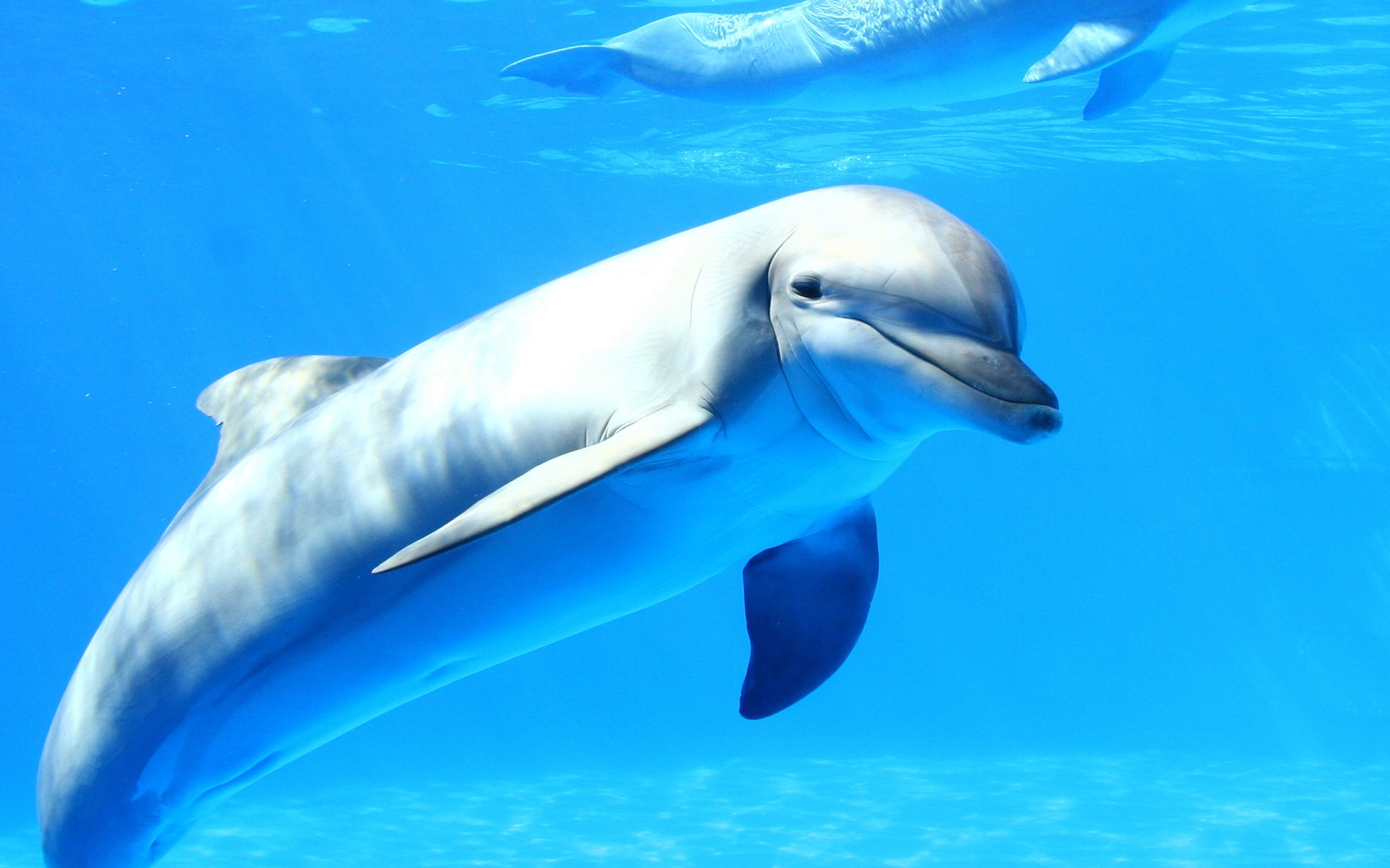 Дельфин. особенности и среда обитания дельфинов