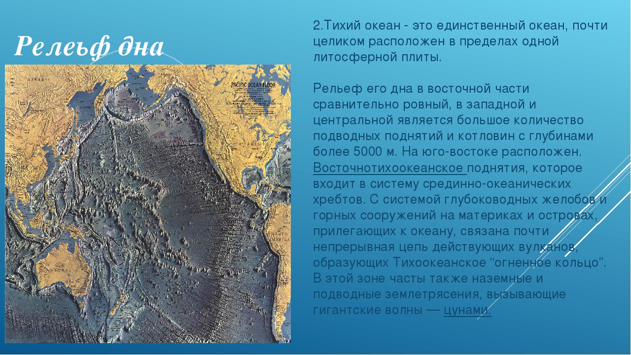 Самое глубокое дно мирового океана: где находится, особенности флоры и фауны | tvercult.ru