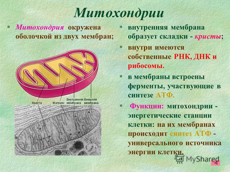 Митохондрия микротрубочка хлоропласт. Митохондрии строение и функции. Строение и функции митохондрии клетки. Строма митохондрии.