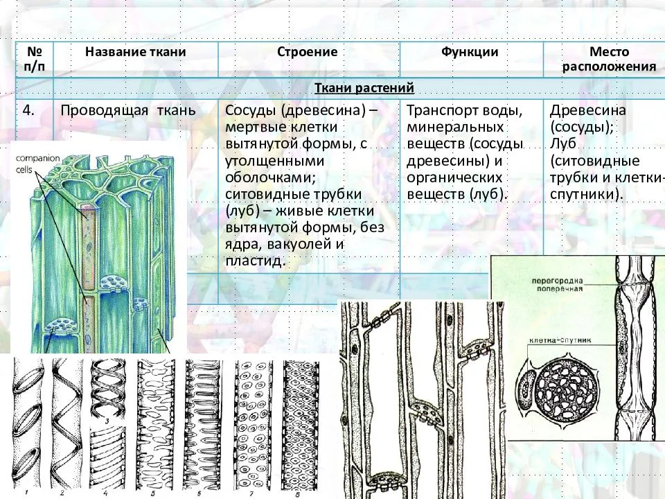 Ткани растений — структура, классификация и основные функции