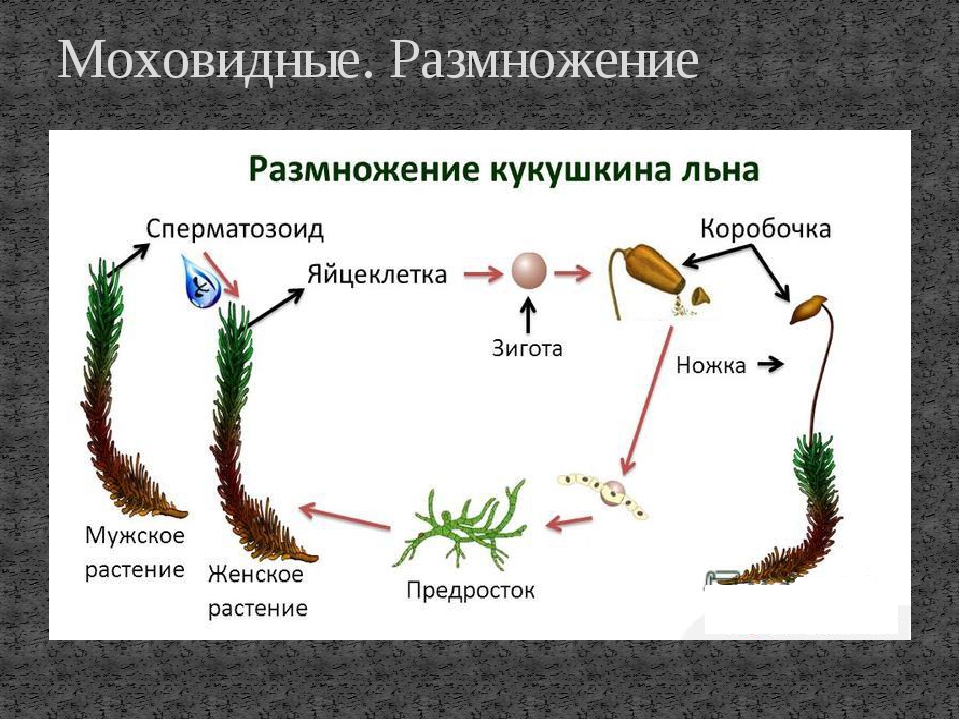 Организмы со спорами. Жизненный цикл мха Кукушкин лен 6 класс. Жизненный цикл зеленого мха Кукушкин лен. Цикл размножения кукушкиного льна. Размножение моховидных схема.