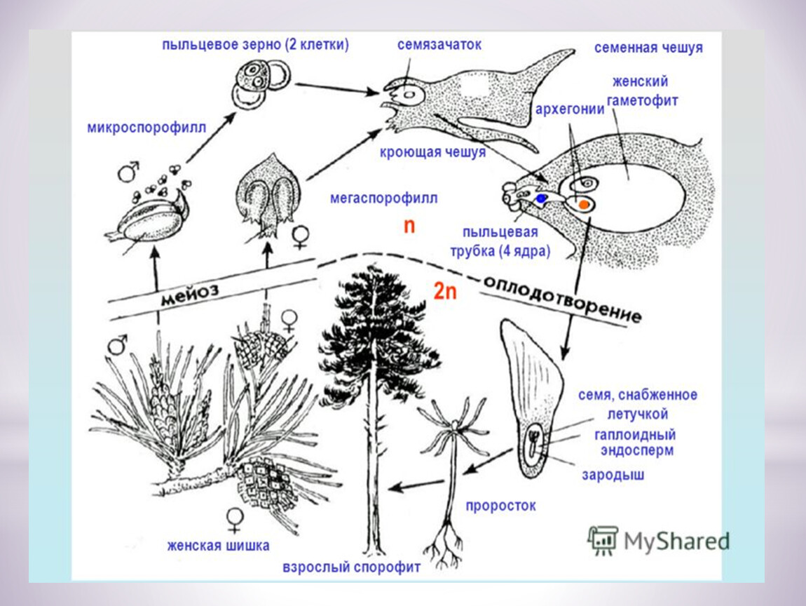 Общая характеристика голосеменных растений 7 класс