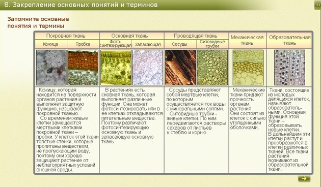 Ткани растений — структура, классификация и основные функции