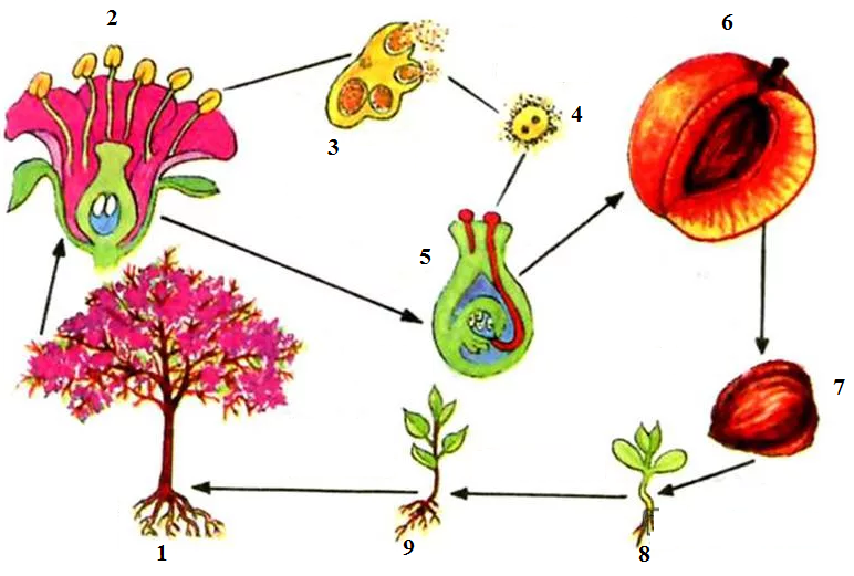 Генеративный цикл. Размножение покрытосеменных растений схема. Схема полового размножения покрытосеменных растений. Цикл размножения покрытосеменных растений. Рисунок цикла развития покрытосеменных растений.