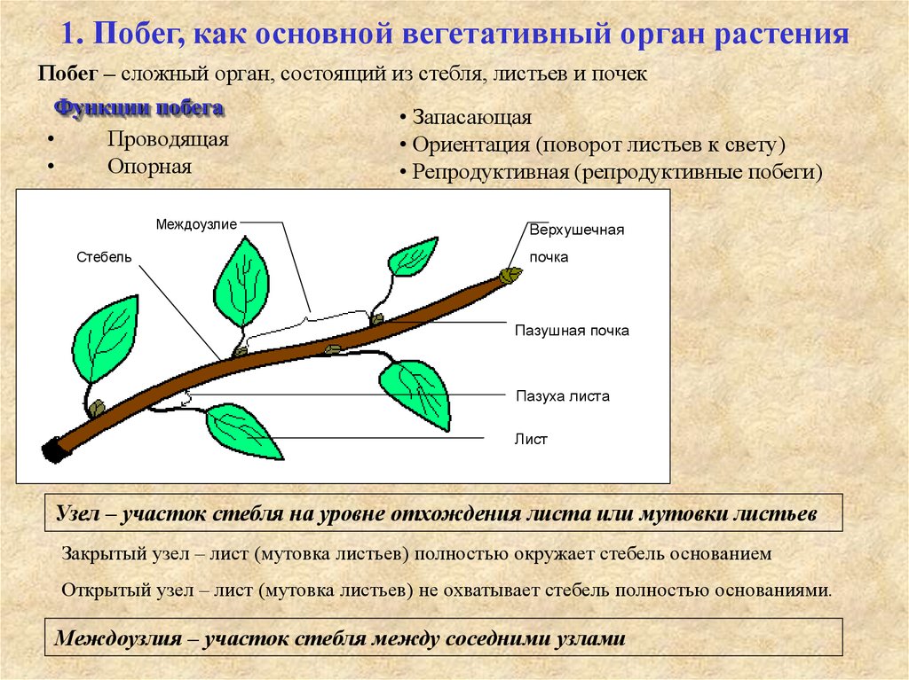 Строение и функции стебля. рост, ветвление и расположение листьев на стебле