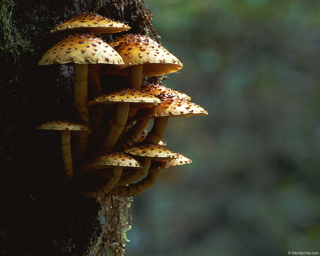 Классификация грибов паразитов и профилактика их распространения