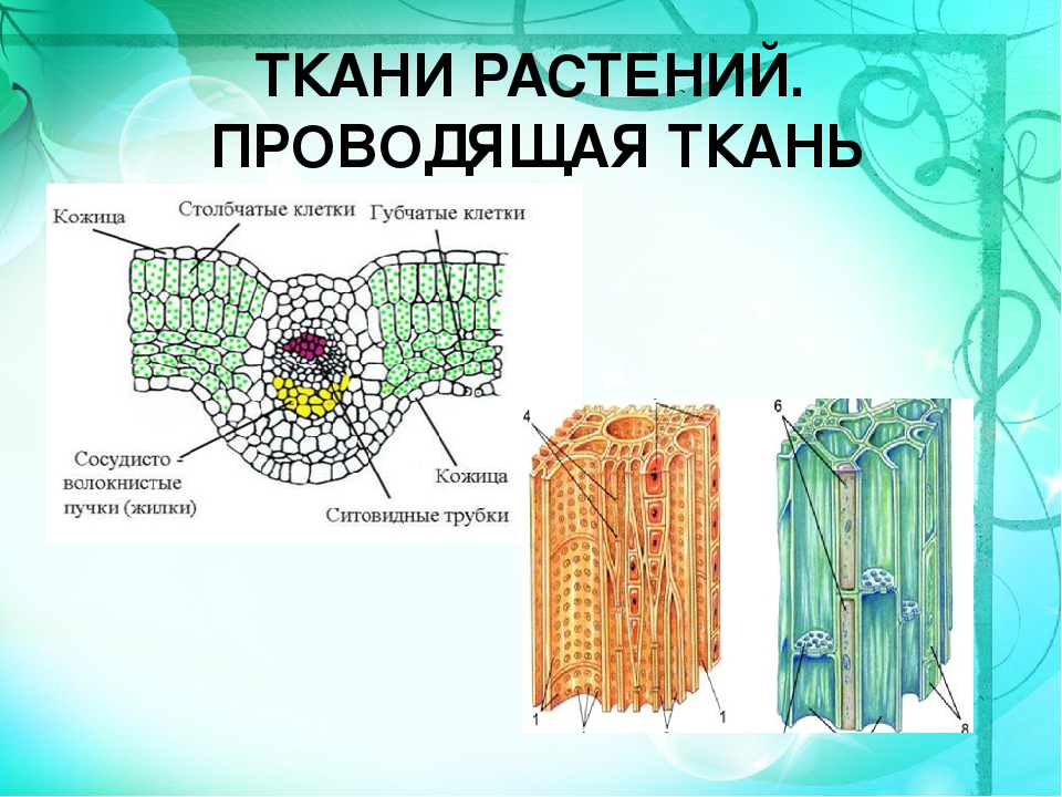 Ткани растений: проводящие, механические и выделительные ткани | биология