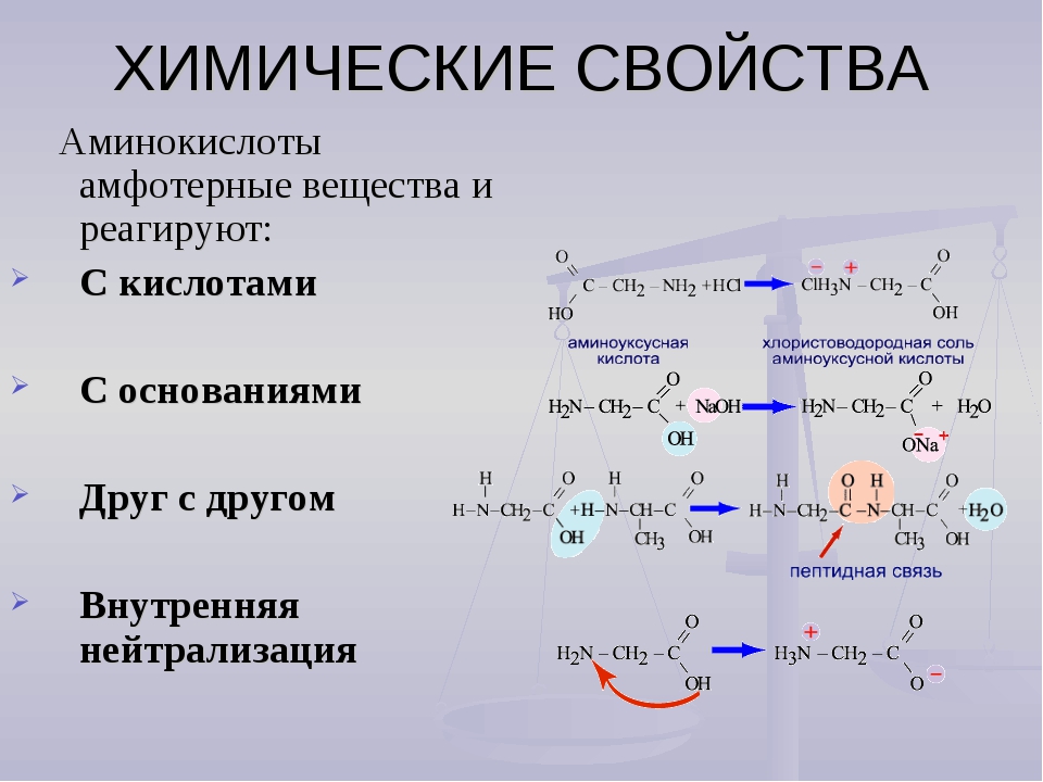 Характерные химические свойства азотсодержащих органических соединений: аминов и аминокислот.